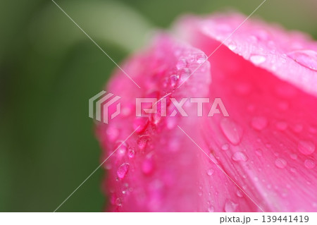 雨に濡れたピンクのチューリップ 雨に濡れたピンクのチューリップ 139441419