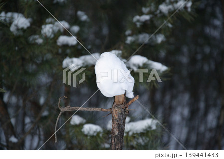 Snow covered branch on a pine tree in a winter forest 139441433