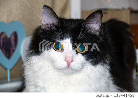 Close-up portrait of a fluffy black and white cat with striking blue eyes and a pink nose Close-up portrait of a fluffy black and white cat with striking blue eyes and a pink nose 139441459
