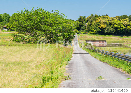 湖西地方比良の田園風景　滋賀県大津市 139441490