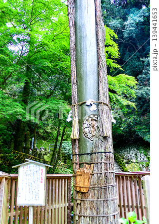 【福岡】初夏の南蔵院　新緑と御神木の雷神様 139441653