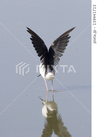 Black-necked Stilt, Himantopus mexicanus, with wings spread Black-necked Stilt, Himantopus mexicanus, with wings spread 139441713