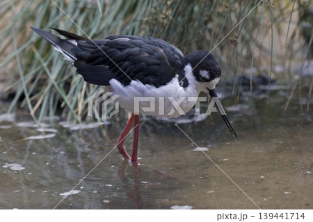 Black-necked Stilt, Himantopus mexicanus, feeding in wetlands Black-necked Stilt, Himantopus mexicanus, feeding in wetlands 139441714