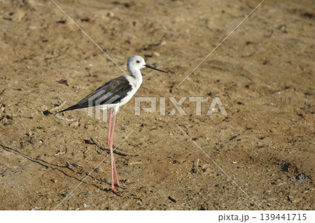 Black-winged Stilt, Himantopus himantopus, relaxing on the shore Black-winged Stilt, Himantopus himantopus, relaxing on the shore 139441715
