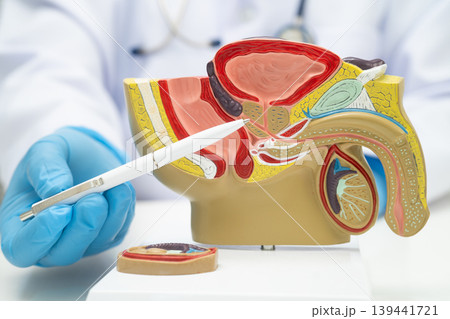 Male reproductive system, Asian doctor holding human anatomy model. Male reproductive system, Asian doctor holding human anatomy model. 139441721