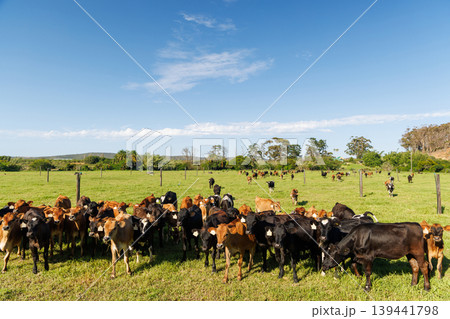 Large herd of cows on green pasture 139441798