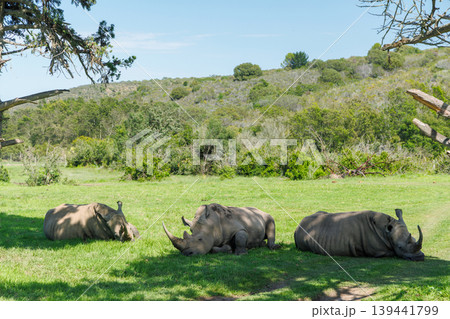 Rhinos resting in shade in South Africa 139441799