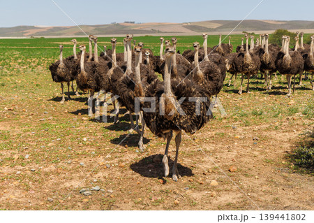 Ostrich group on field in South Africa 139441802