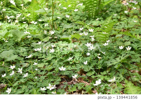 霊山に咲く花 霊山に咲く花 139441856