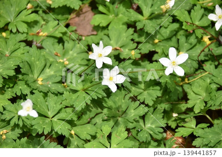 霊山に咲く花 霊山に咲く花 139441857