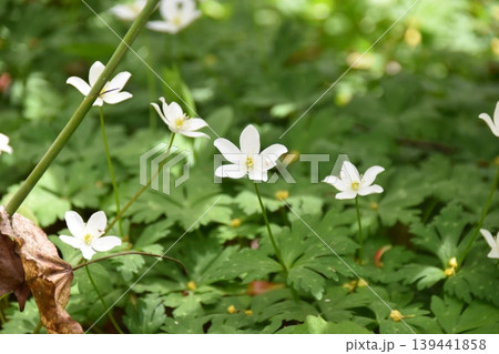 霊山に咲く花 霊山に咲く花 139441858