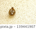 アシナガバチの巣と見守る親バチ 139441907