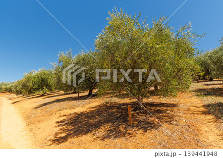 Olive trees on a sunny day Olive trees on a sunny day 139441948