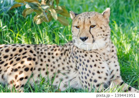 Cheetah resting in grass in South Africa Cheetah resting in grass in South Africa 139441951
