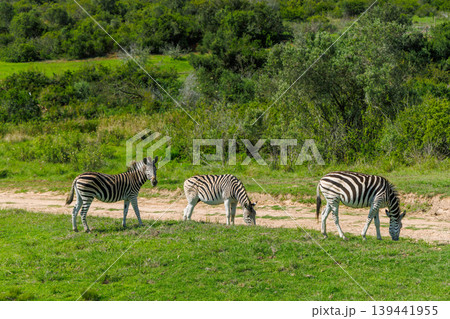Zebra herd on safari in South Africa Zebra herd on safari in South Africa 139441955