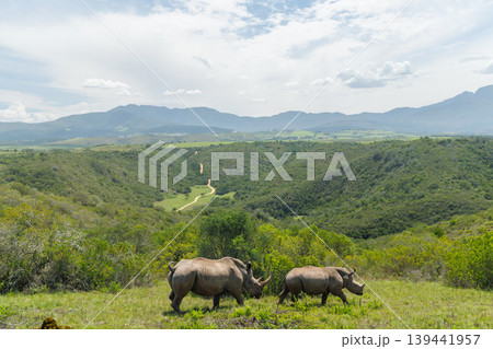Rhinoceros group on safari in South Africa Rhinoceros group on safari in South Africa 139441957