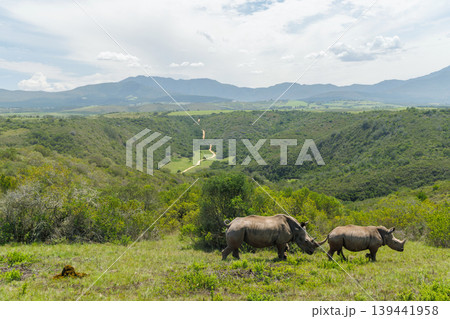 Rhinoceros group on safari in South Africa Rhinoceros group on safari in South Africa 139441958