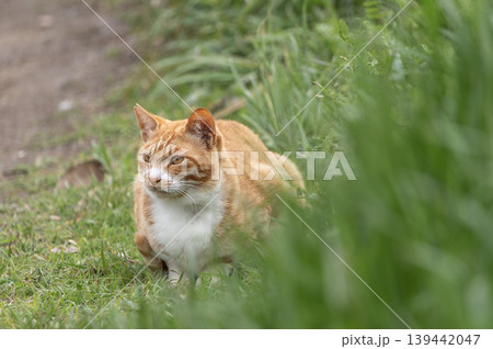 三浦半島の海岸付近の草むらに佇む茶トラの野良猫 139442047