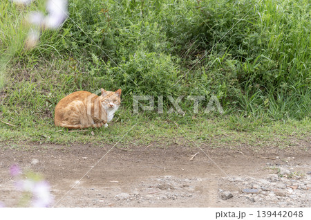 三浦半島の海岸付近の草むらに佇む茶トラの野良猫 139442048