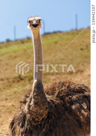 Ostrich in South Africa 139442107