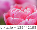 雨の日の牡丹咲きチューリップの花びら 139442195