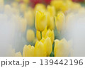 雨上がりの黄色いチューリップ 139442196