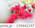 雨上がりの赤いチューリップ 139442197