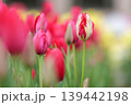 赤と白のまだら模様のチューリップ 139442198