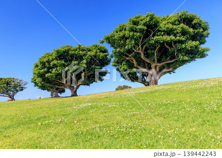 Bushy green trees on a lush meadow under a clear blue sky Bushy green trees on a lush meadow under a clear blue sky 139442243
