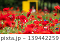 赤いポピーの花 139442259