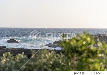 三浦市・城ヶ島の磯に群生する植物と夕暮れ時の海の風景 三浦市・城ヶ島の磯に群生する植物と夕暮れ時の海の風景 139442268