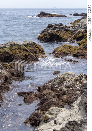 三浦半島の地磯の岩の間を流れる海水と海藻が広がる岩場の風景 139442289