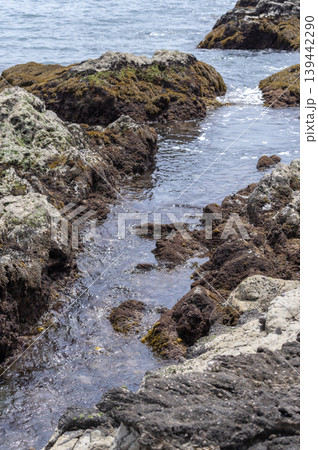 三浦半島の地磯の岩の間を流れる海水と海藻が広がる岩場の風景 三浦半島の地磯の岩の間を流れる海水と海藻が広がる岩場の風景 139442290