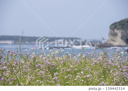 三浦半島の春の海岸に群生するハマダイコンの花と海の風景 三浦半島の春の海岸に群生するハマダイコンの花と海の風景 139442314