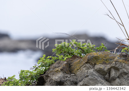三浦半島の地磯の岩の割れ目から芽吹く新緑の低木 三浦半島の地磯の岩の割れ目から芽吹く新緑の低木 139442342
