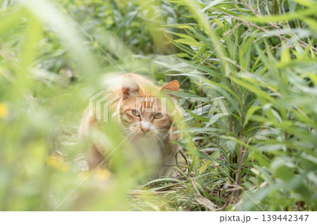 三浦半島の海岸付近の草むらに佇む茶トラの野良猫 三浦半島の海岸付近の草むらに佇む茶トラの野良猫 139442347