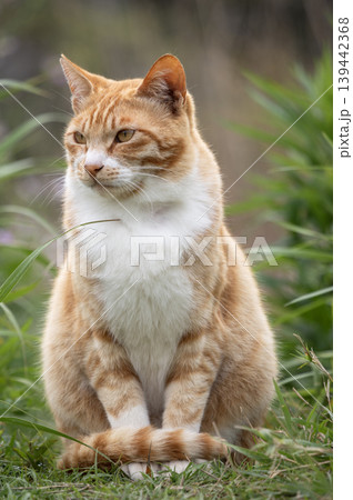 三浦半島の海岸付近の草むらに佇む茶トラの野良猫 三浦半島の海岸付近の草むらに佇む茶トラの野良猫 139442368