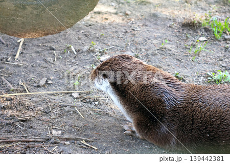 Curious Otter Observing Natural Habitat in Nature Photography Scene 139442381