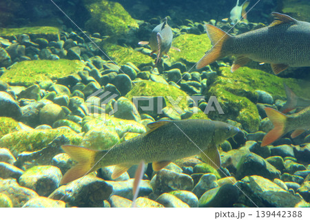 Underwater Scene of Freshwater Fish Swimming Over Rocky River Bed in Sunlit Clear Water 139442388