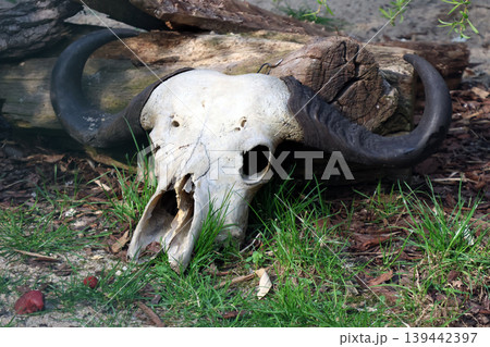 Nature's Cycle: Weathered Buffalo Skull in Rustic Outdoor Setting for Nature and Wildlife Themes 139442397