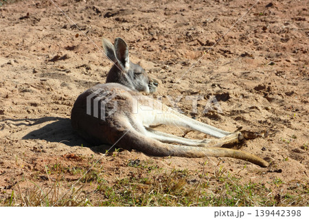 Kangaroo Relaxing on Sunlit Australian Outback Terrain 139442398