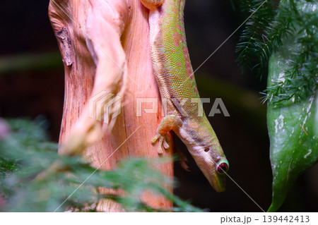 Colorful Gecko on Tree Trunk in Tropical Forest Colorful Gecko on Tree Trunk in Tropical Forest 139442413