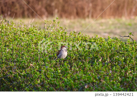 Sparrow in Lush Green Shrubbery during Springtime in Natural Habitat Sparrow in Lush Green Shrubbery during Springtime in Natural Habitat 139442421