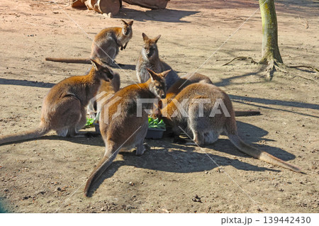 Group of six kangaroos feeding on green vegetables in a sandy enclosure with trees and logs in the background during daylight 139442430