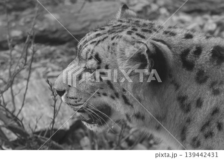 Snow leopard profile in black and white, showcasing distinctive spots and facial features against a blurred natural background of rocks and foliage 139442431