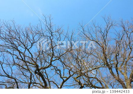 Bare branches of deciduous trees against a clear blue sky, showcasing intricate patterns of twigs and limbs in a natural outdoor setting 139442433
