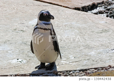 African penguin standing on a rocky surface with pebbles and a textured background, showcasing its distinctive black and white plumage in a natural habitat 139442438