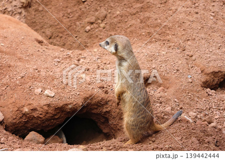 Meerkat standing upright on sandy ground near burrow entrance, with reddish soil and rocky terrain visible in the background 139442444