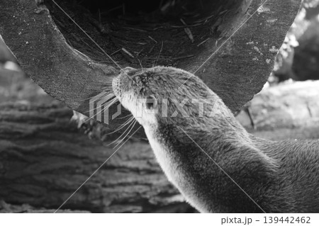 Otter exploring a hollow log in a natural habitat, with textured wood and foliage visible in the background, captured in black and white Otter exploring a hollow log in a natural habitat, with textured wood and foliage visible in the background, captured in black and white 139442462