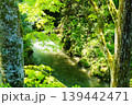 新緑の木々の間を流れる渓流 139442471